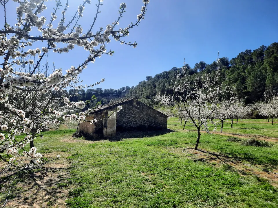 Finca i Ginestar, Tarragona - foto 5